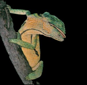 Chameleon